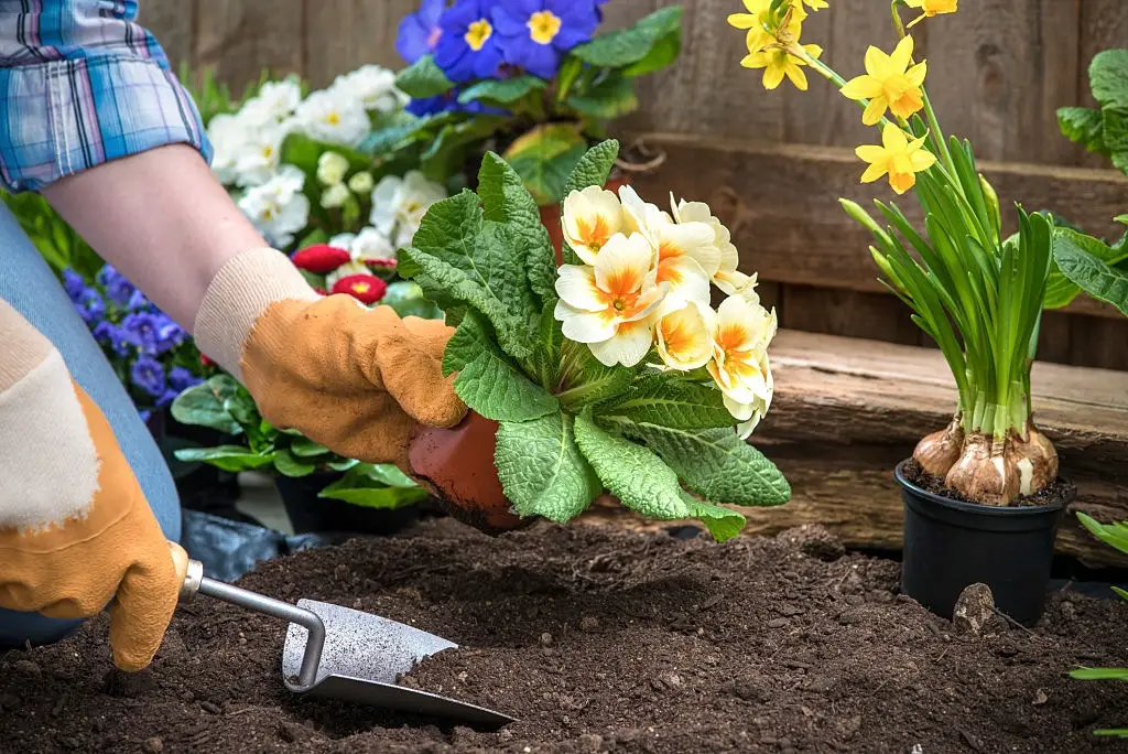 Planting Flowers in the New Garden