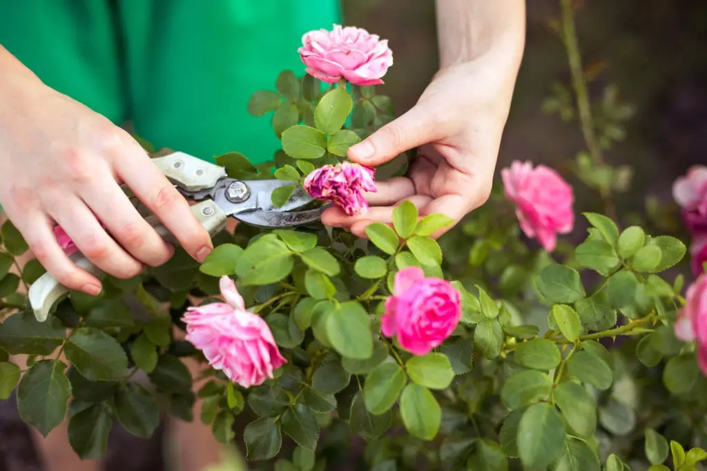 Enjoy Your New Flower Garden