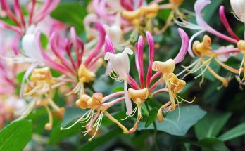 Honeysuckle