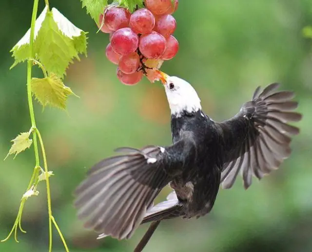12 Best Ways to Keep Birds Out of a Garden – Amaze Vege Garden