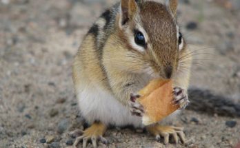 chipmunk