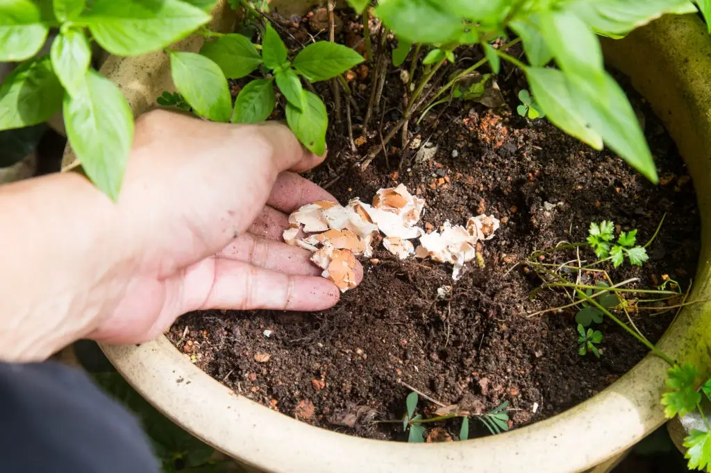 Dump Your Eggshells Outside