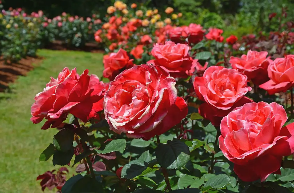 Rose