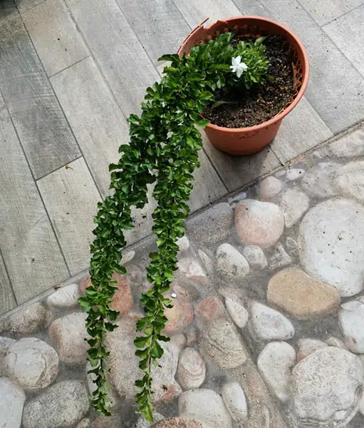 plant stretch to one side