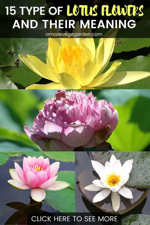 15 Types of Lotus Flowers and Their Meaning