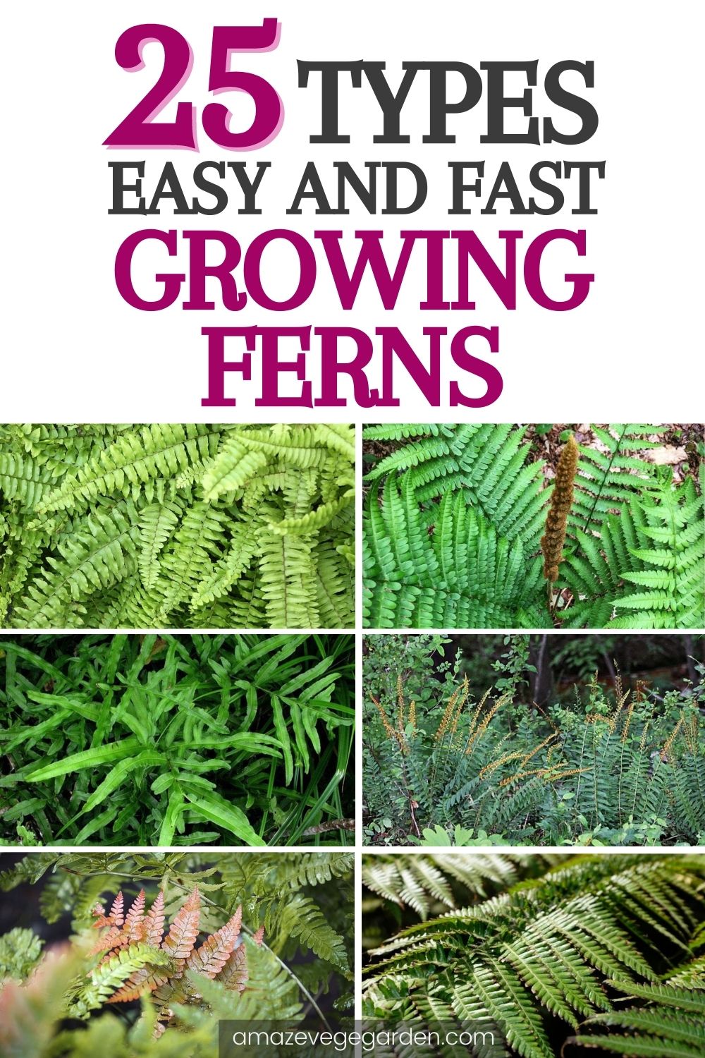 25 Types of Easy and Fast Growing Ferns