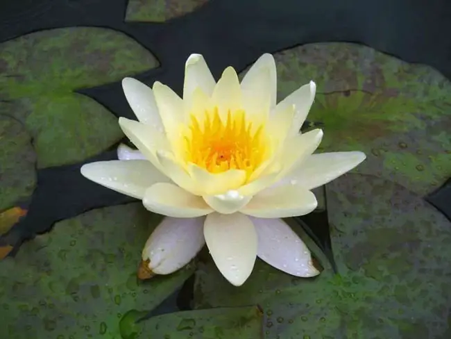 Chromatella Lotus