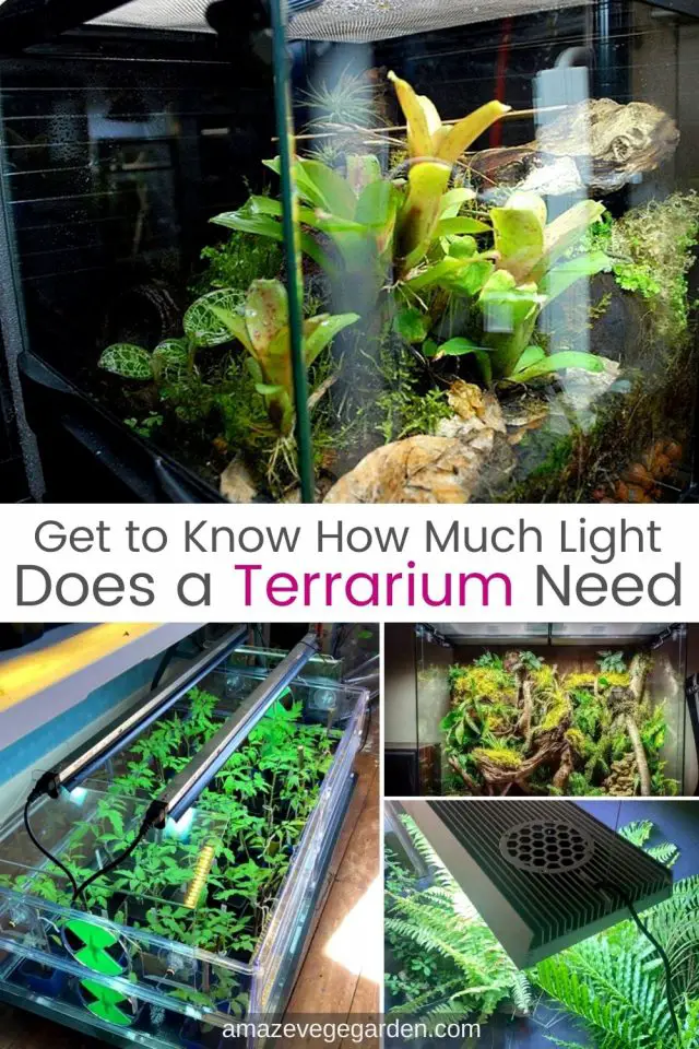 Get to Know How Much Light Does a Terrarium Need Amaze Vege Garden