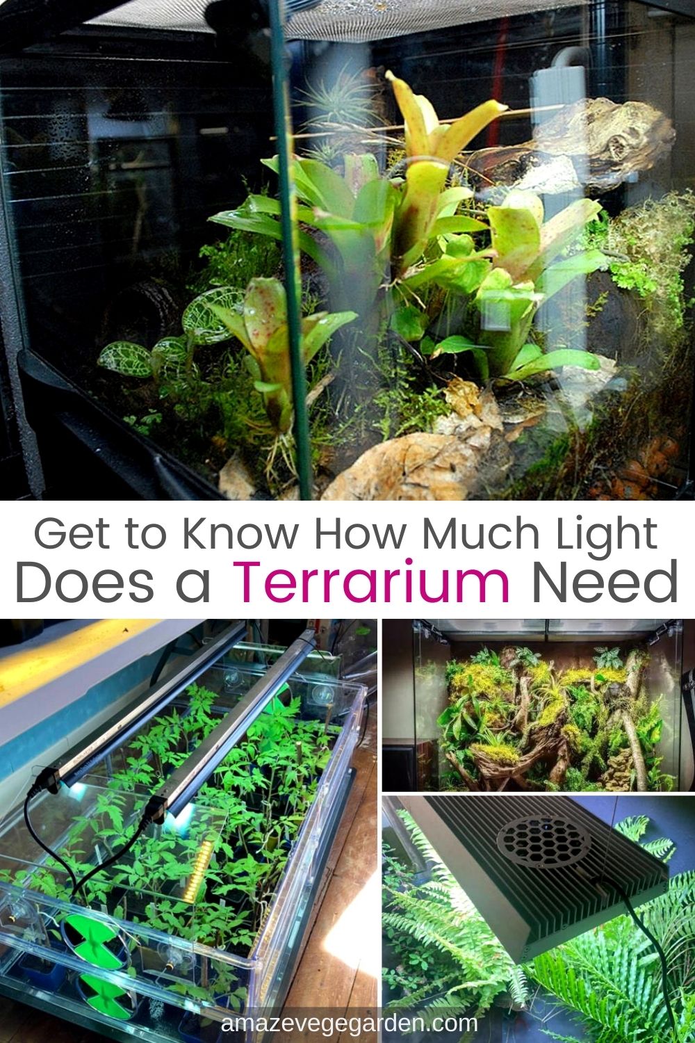 Get to Know How Much Light Does a Terrarium Need