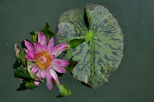 Graceful Guanyin Lotus