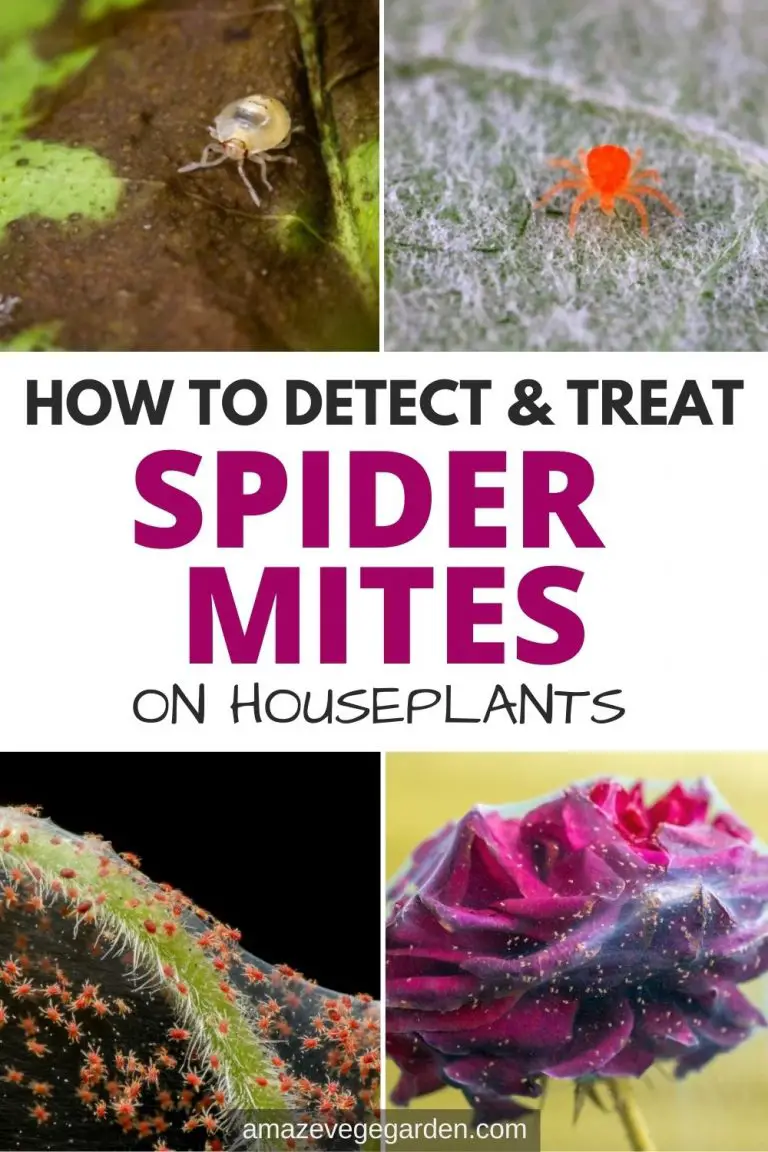 How To Detect and Treat Spider Mites On Houseplants Amaze Vege Garden
