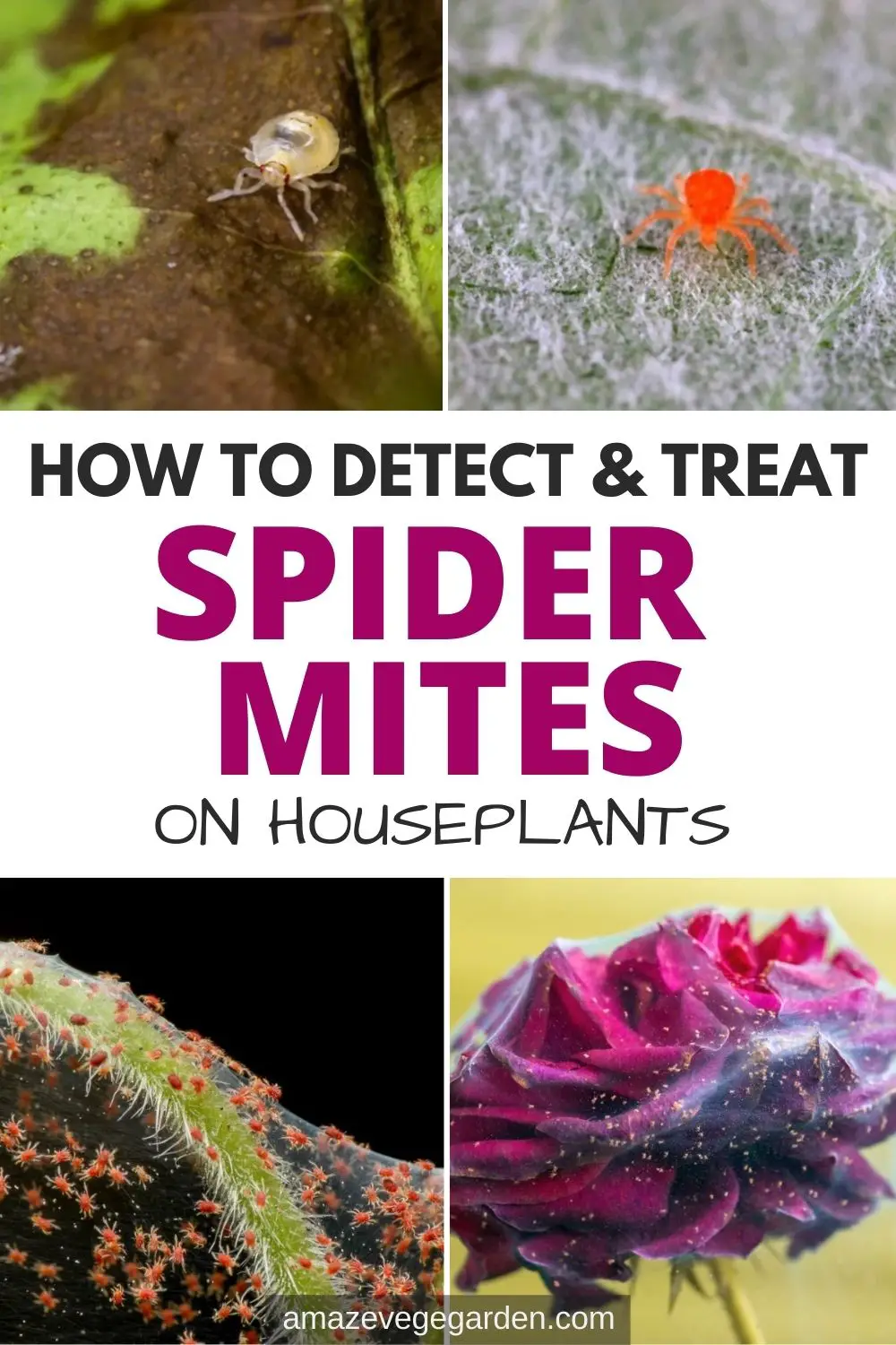 How To Detect and Treat Spider Mites On Houseplants