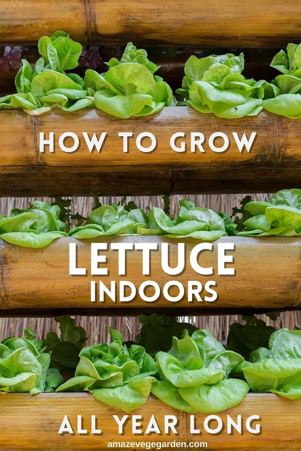 How To Grow Lettuce Indoors in Container All Year Long