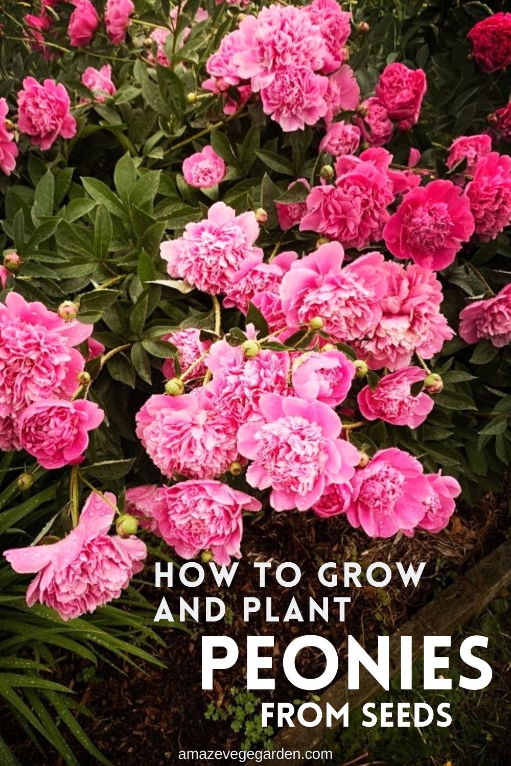 How To Grow and Plant Peonies From Seeds