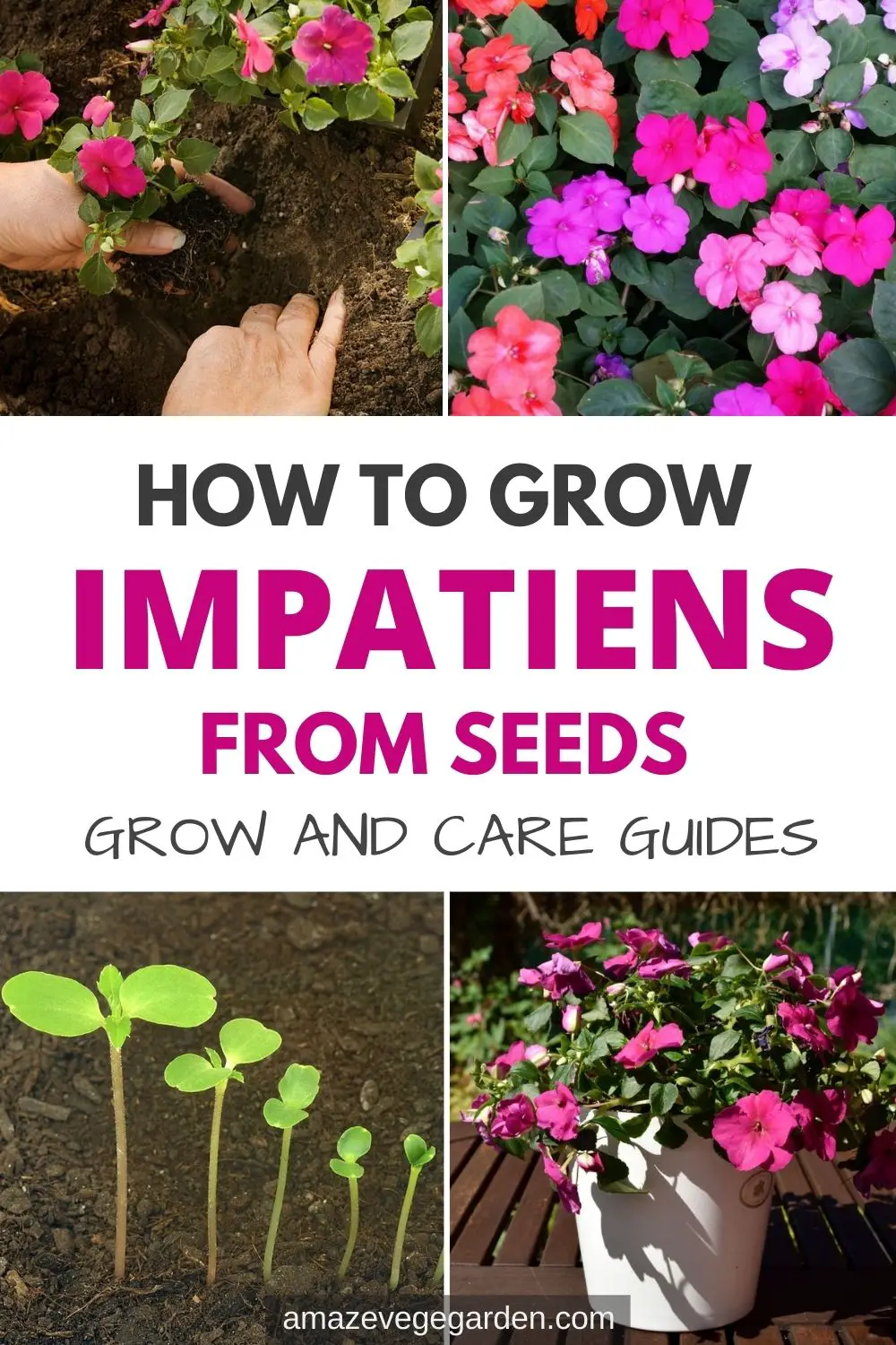 Learn How to Grow Impatiens From Seeds