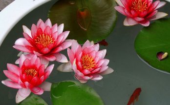 Masaniello Lotus