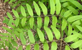 royal fern plant