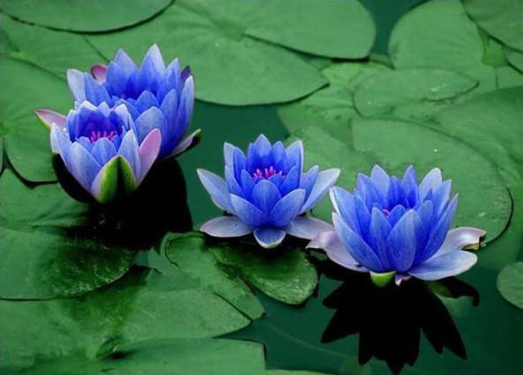 blue star lotus