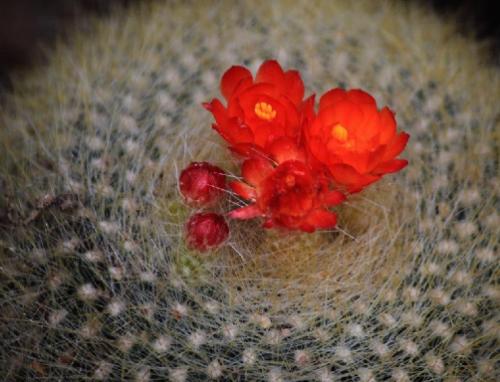 cactus fake flower