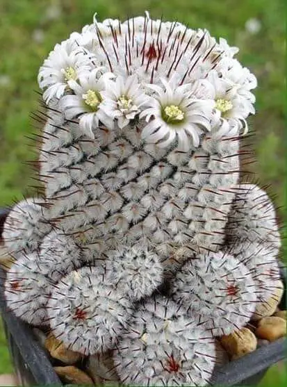 Fake Flowers on Cacti – What a Con. Buyer BEWARE!!! – Piglet in