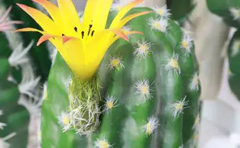 cactus strawflower