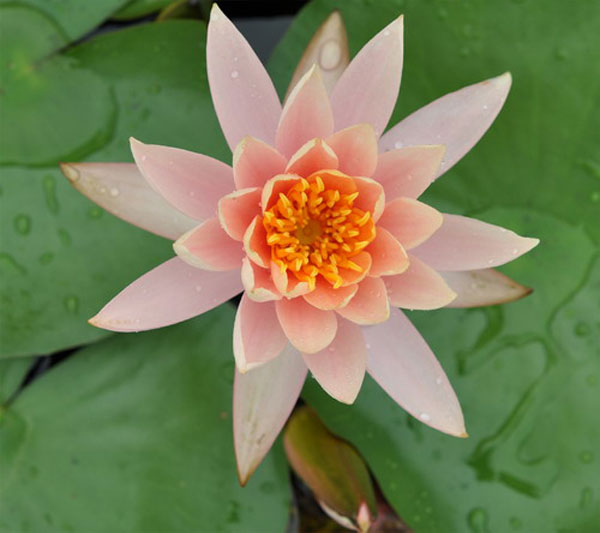 colorado lotus