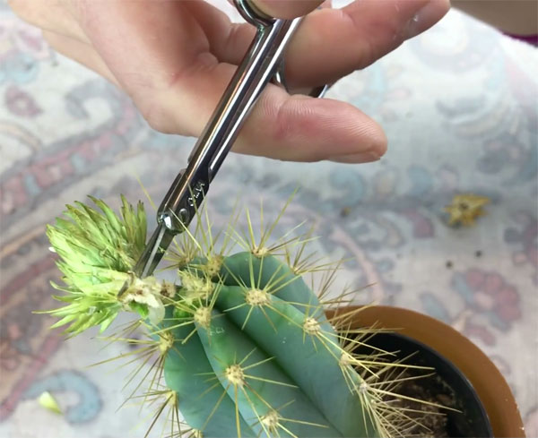 cut off cactus flower