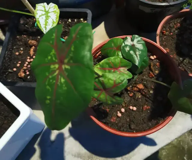 Do Plants Need Darkness To Grow? Amaze Vege Garden