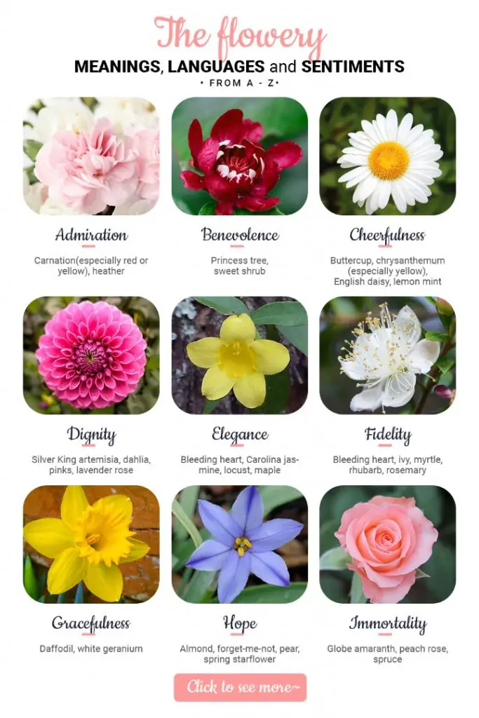The Flowery Meanings, Languages and Sentiments A to Z Amaze Vege Garden