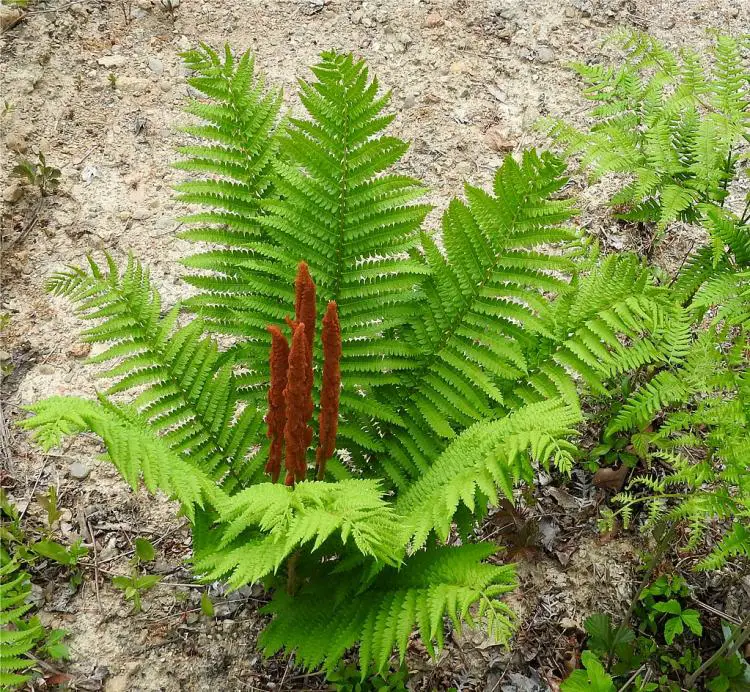 giant cinnamon fern