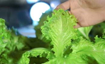 grow lettuce indoor