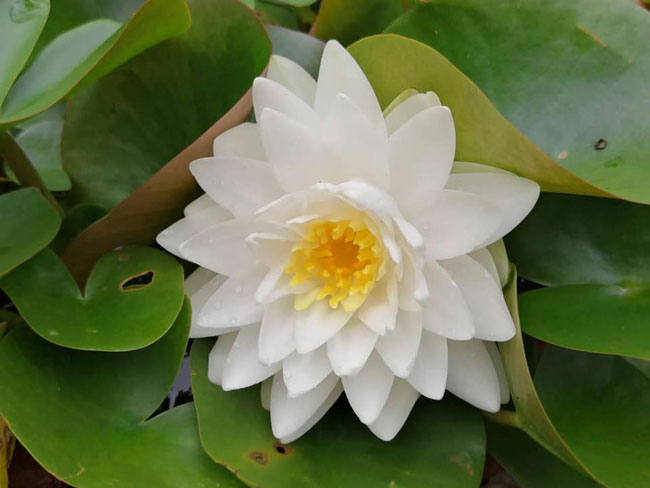 hardy lotus