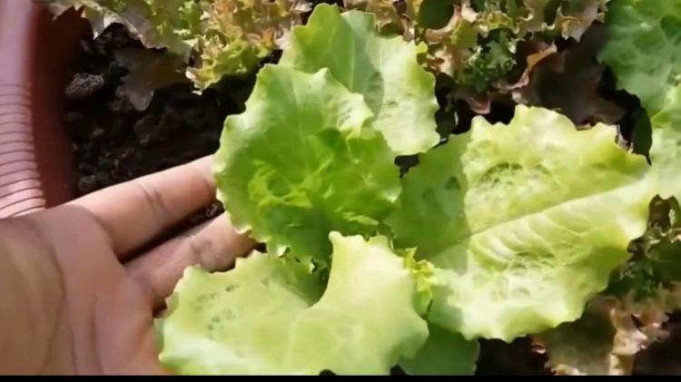 harvesting lettuces