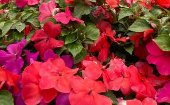 impatiens