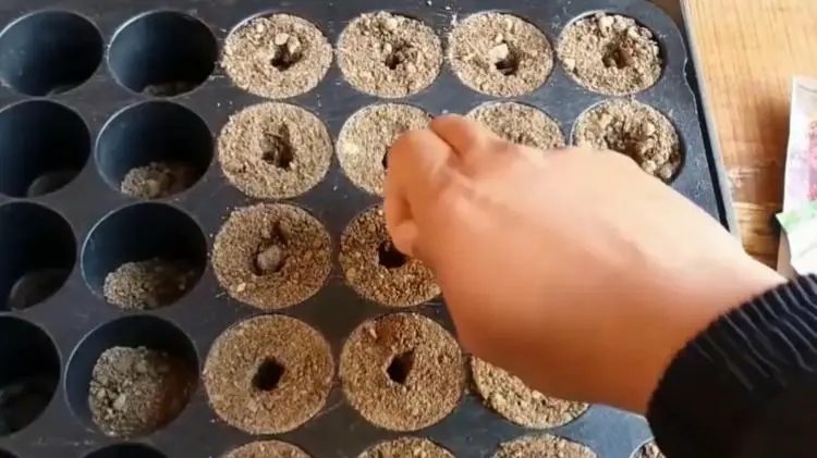 insert seeds