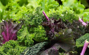 lettuce varieties