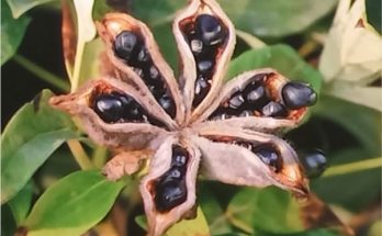 peony seed pods