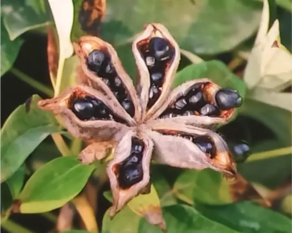 16+ Planting Peony Seeds - GhislainePixey