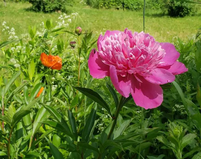 How To Grow and Plant Peonies From Seeds Amaze Vege Garden