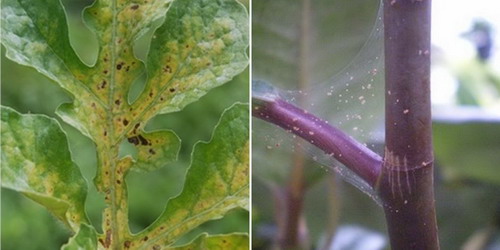 spider mite infestations