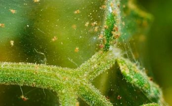 spider mites