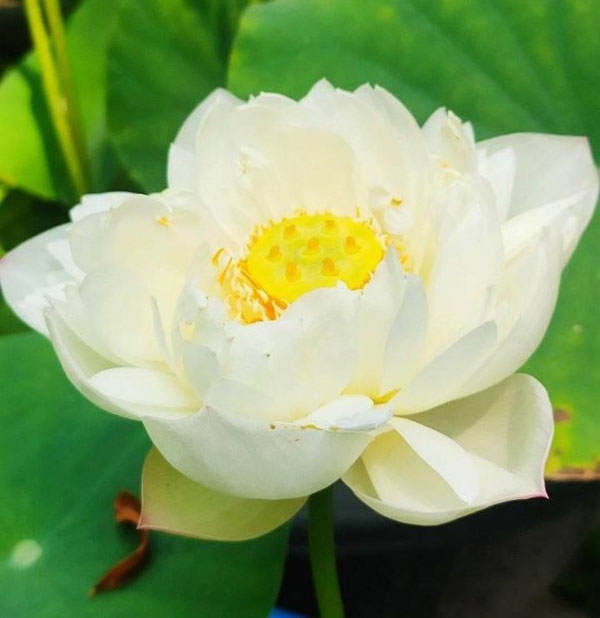 white summer snow lotus