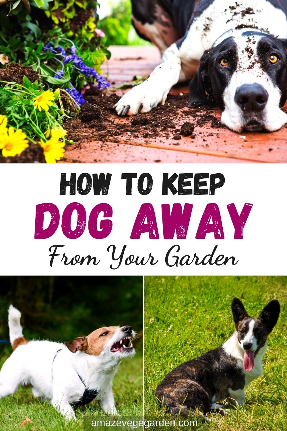 How To Keep Dog Away From Your Garden