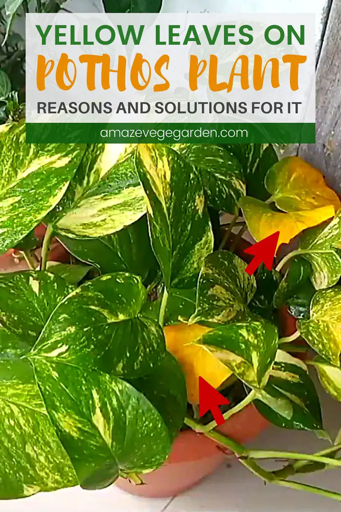 Yellow Leaves on Pothos – Reasons and Solutions For It