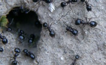 ant nest