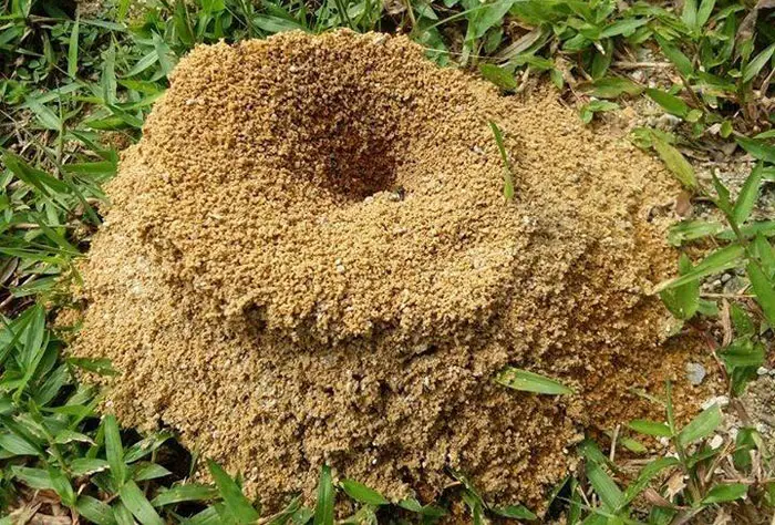 ant soil