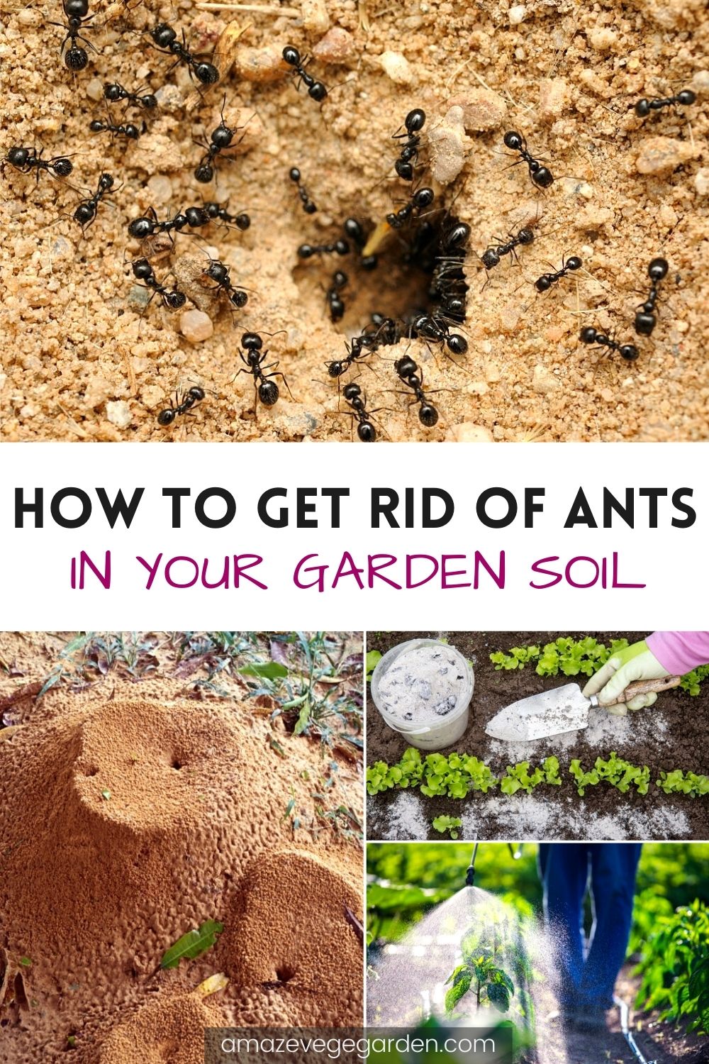 How To Get Rid Of Ants In Garden Soil