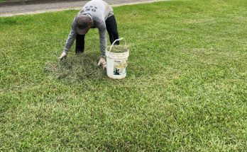 grass clippings mulch