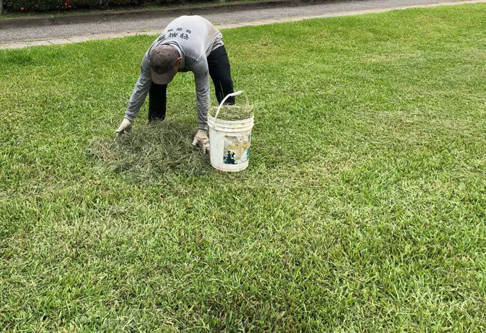 grass clippings mulch