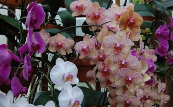 orchids care sheet